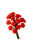 Plante décorative